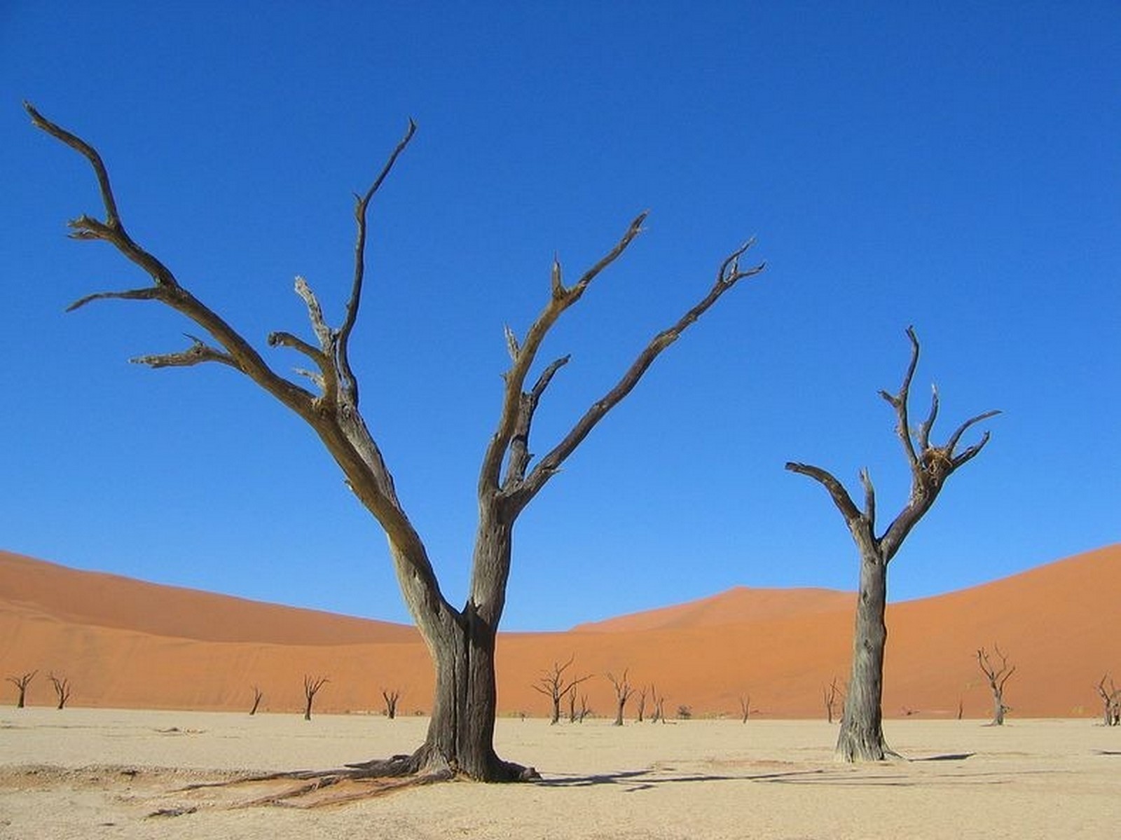 окаменевшие деревья среди дюн Намибии