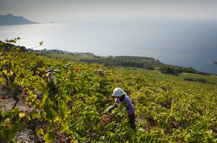виноградники полуострова Пельешац 