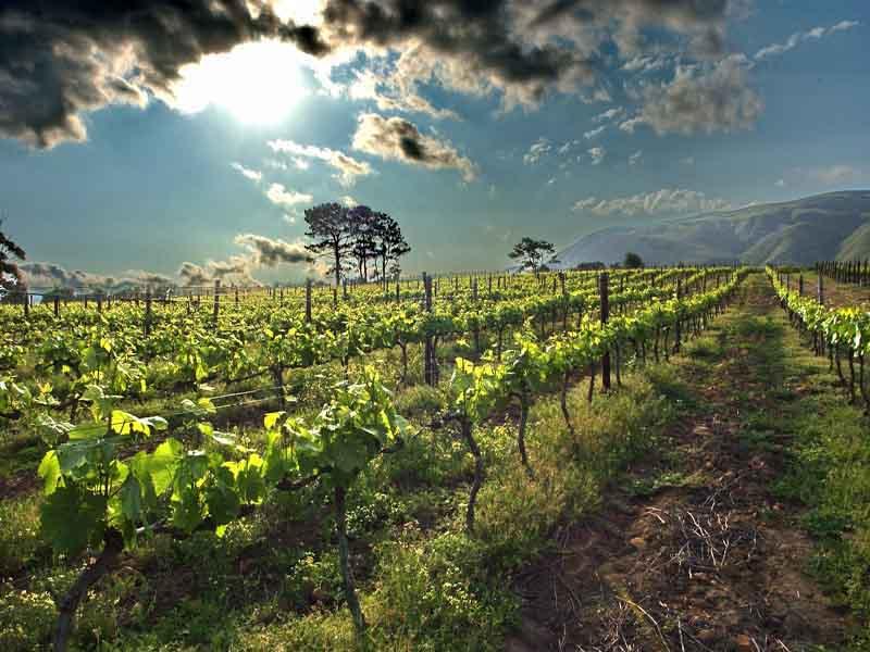 Чили виноградники