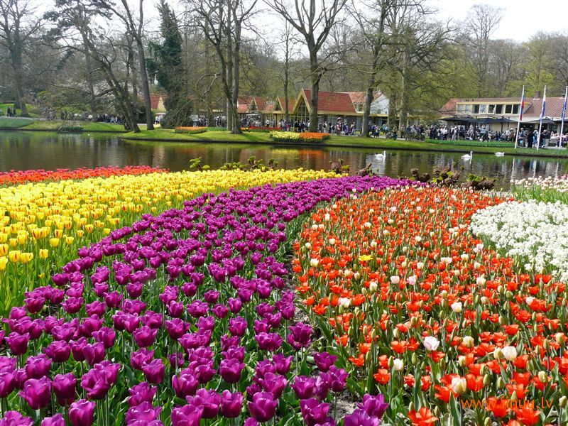 Цветоводство в Голландии 