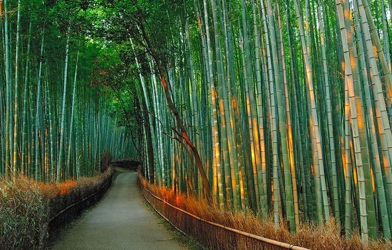 бамбуковый лес Сагано в Японии