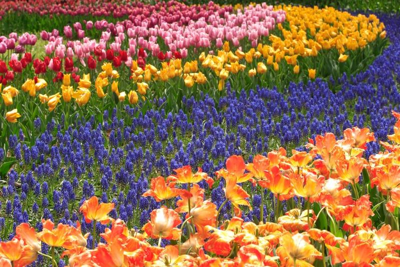 Цветочные поля Национального парка Хитачи
