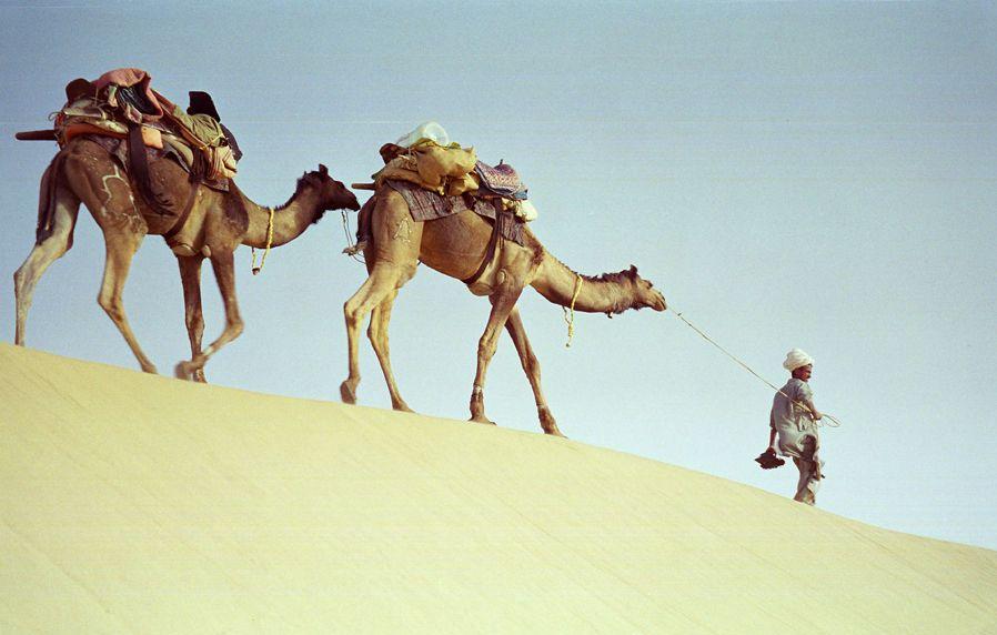 Сафари на верблюдах