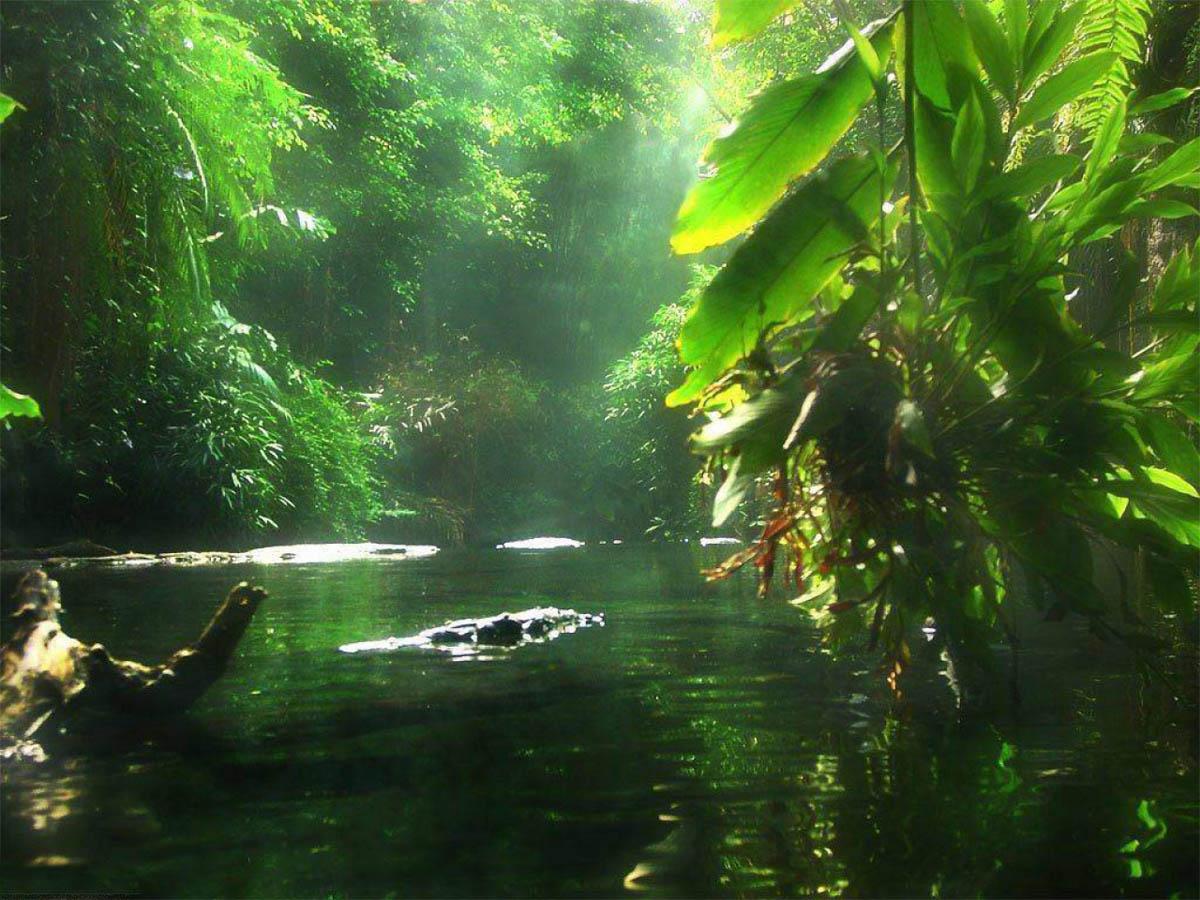 Тропические джунгли Амазонки
