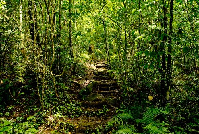 Тропический дождевой лес в Национальных парках Шри-Ланка